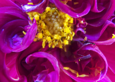 Juanita Romo, Rosa y Amarillo