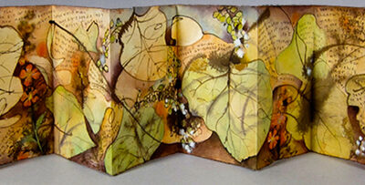 Andie Thrams, Populus fremontia