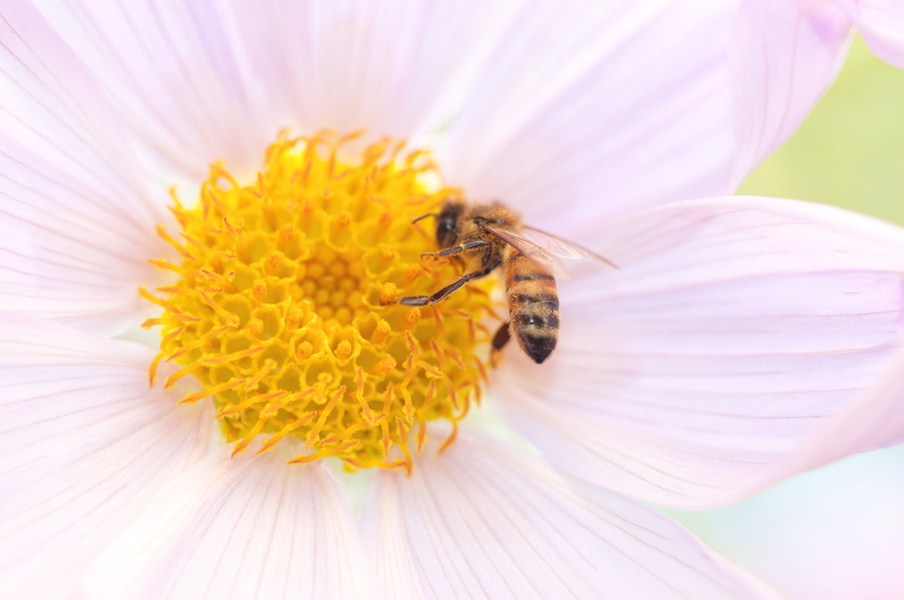 Disappearing Act: our role in species extinction