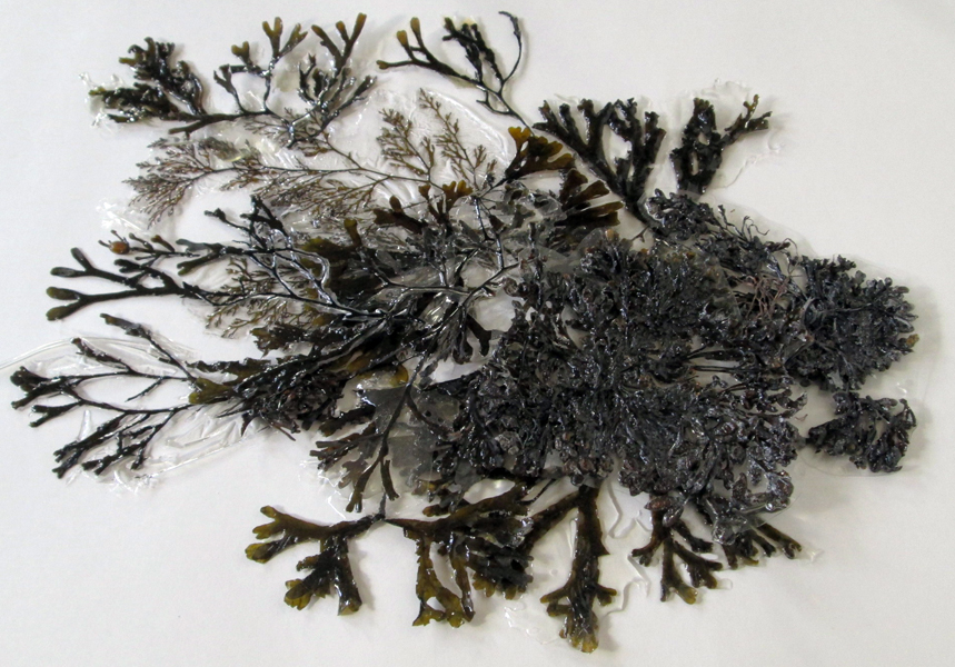 Annalisa Vobis: pH8.1 Denatured Conditions