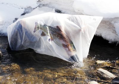 Alice Escott, Cutbow