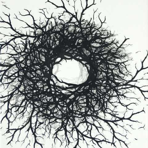Eco Echo: Unnatural Selection