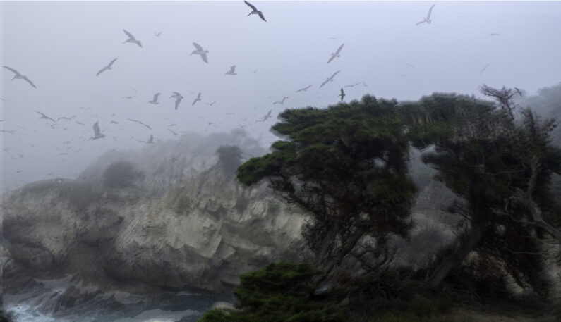 Nico Von Dongen, Dancing Pelicans, Digital Photograph,13in x19in