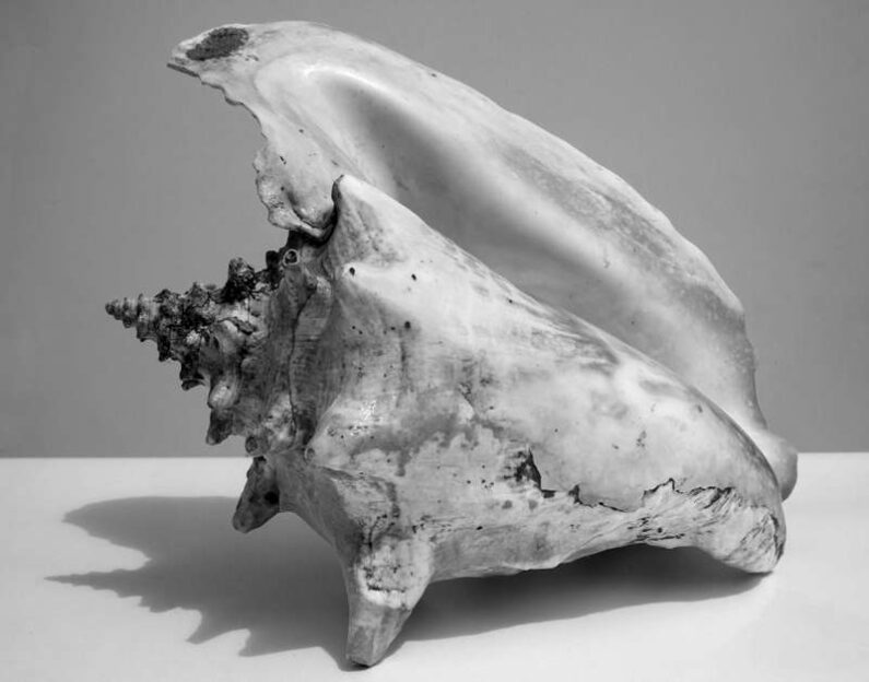 Tim Graveson - Conch Shell Photography - Rag Paper, 11in H x 14in W x 1in D