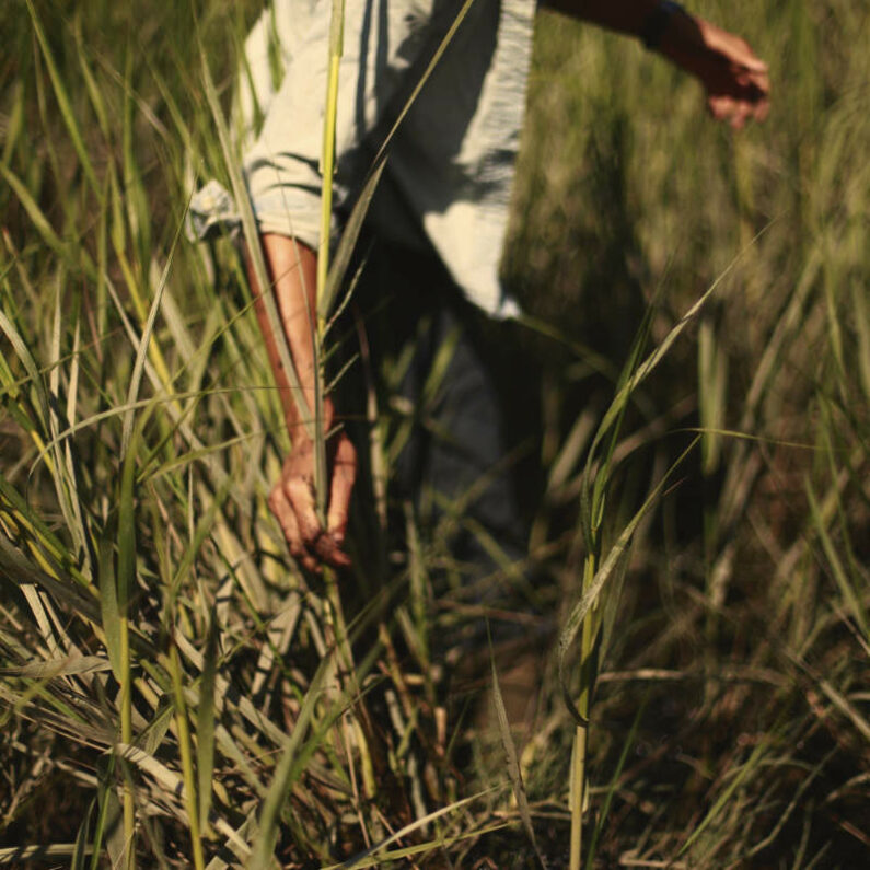 Shannon O’Neill-Creighton - Harvesting - 120mm Digital Scan, 10in H x 10in W x 1in D