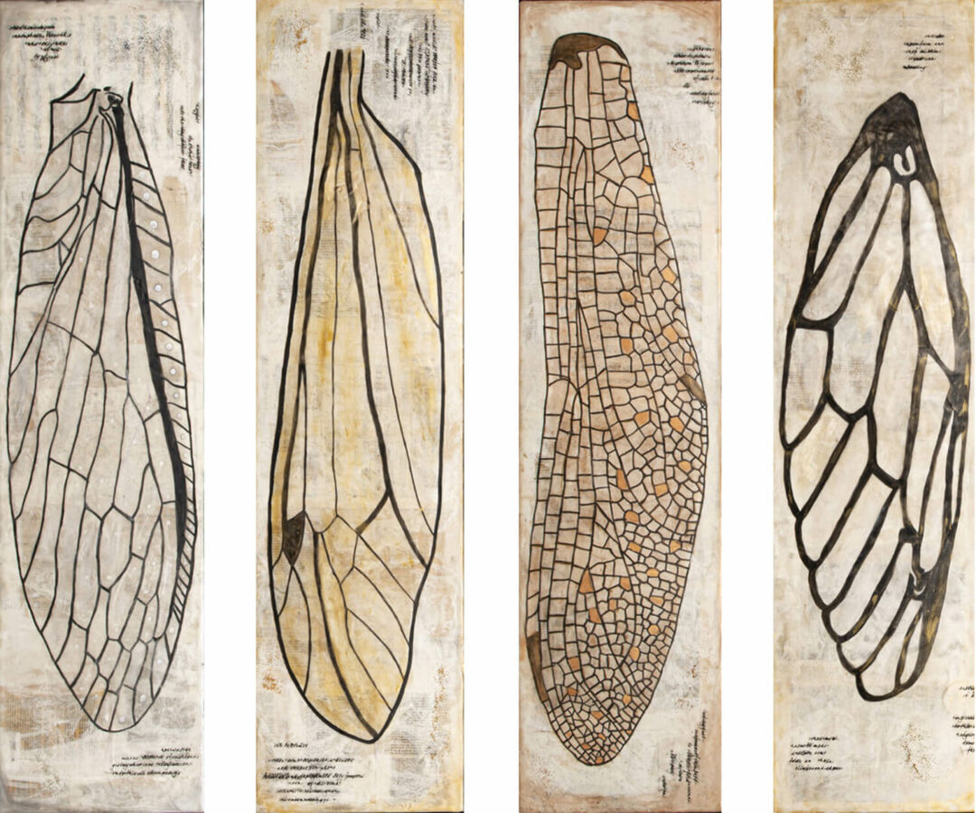 Shannon Amidon - Insect Wings