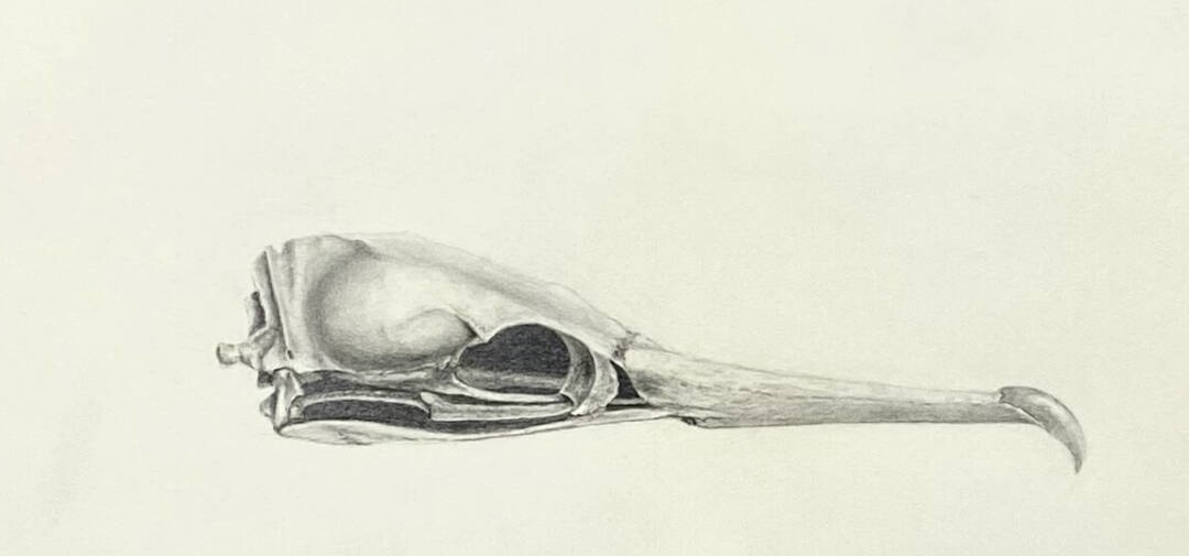 Kelley Berg - Momento Mori Kehoe - graphite - 12x8 - 2023