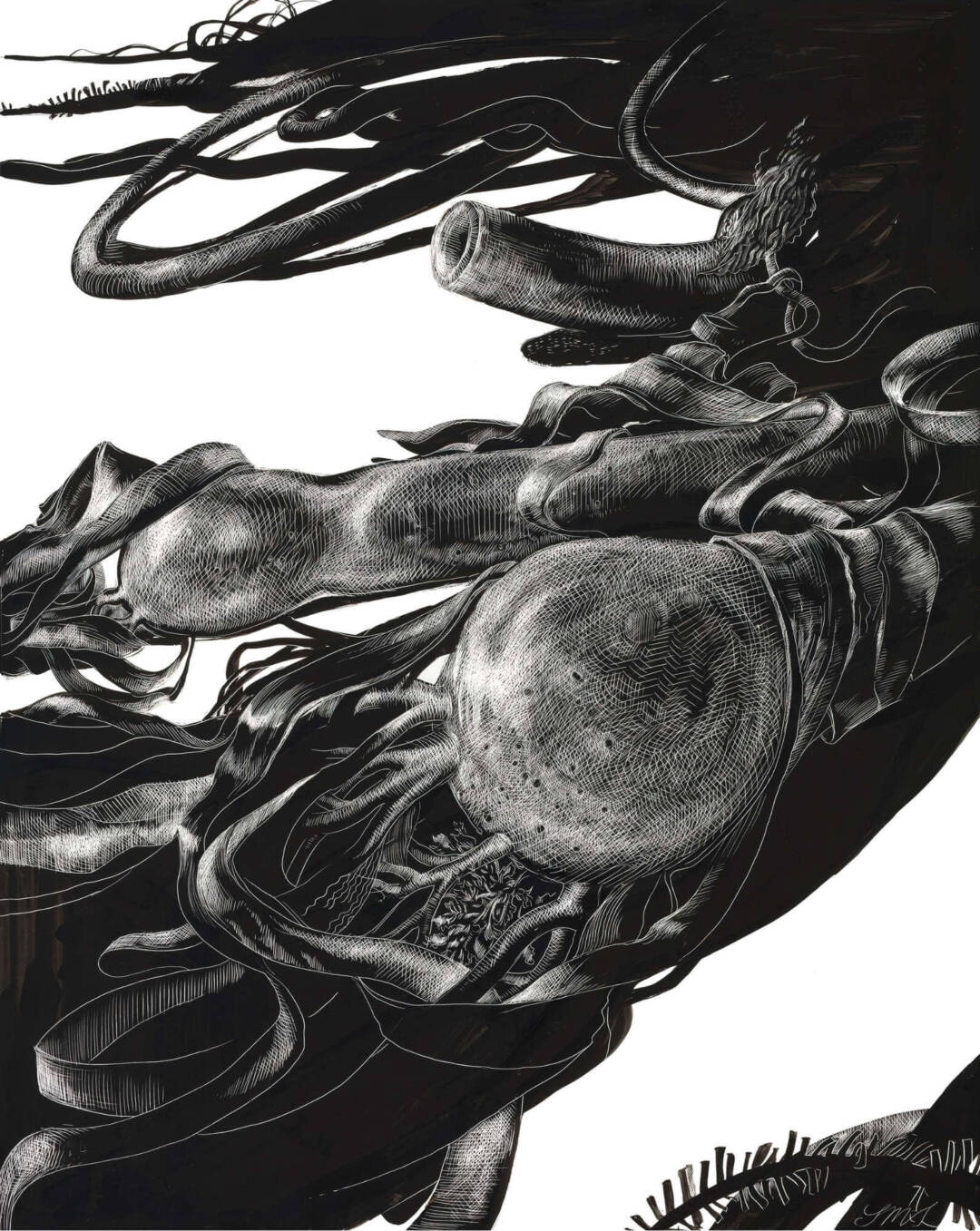 Laurie Sawyer - Bullkelp - India Ink On Clayboard - 13x16