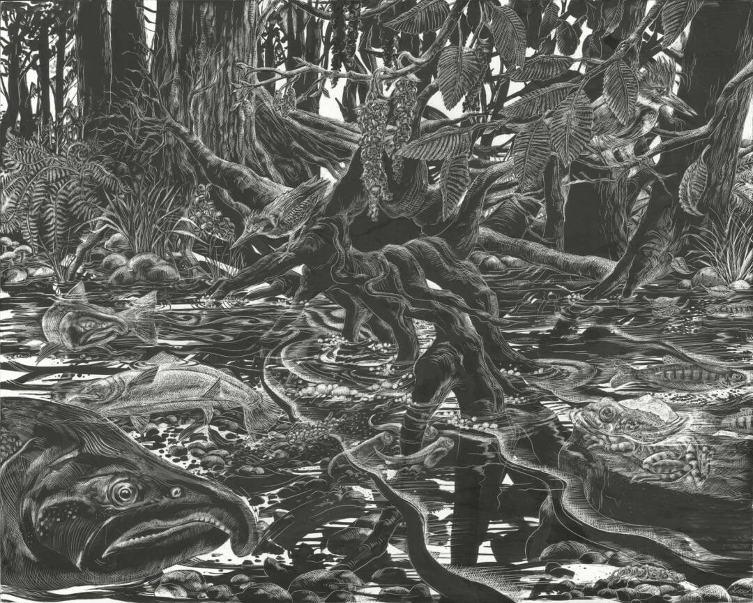 Laurie Sawyer - Salmon Cycle - India Ink On Clayboard - 16x20