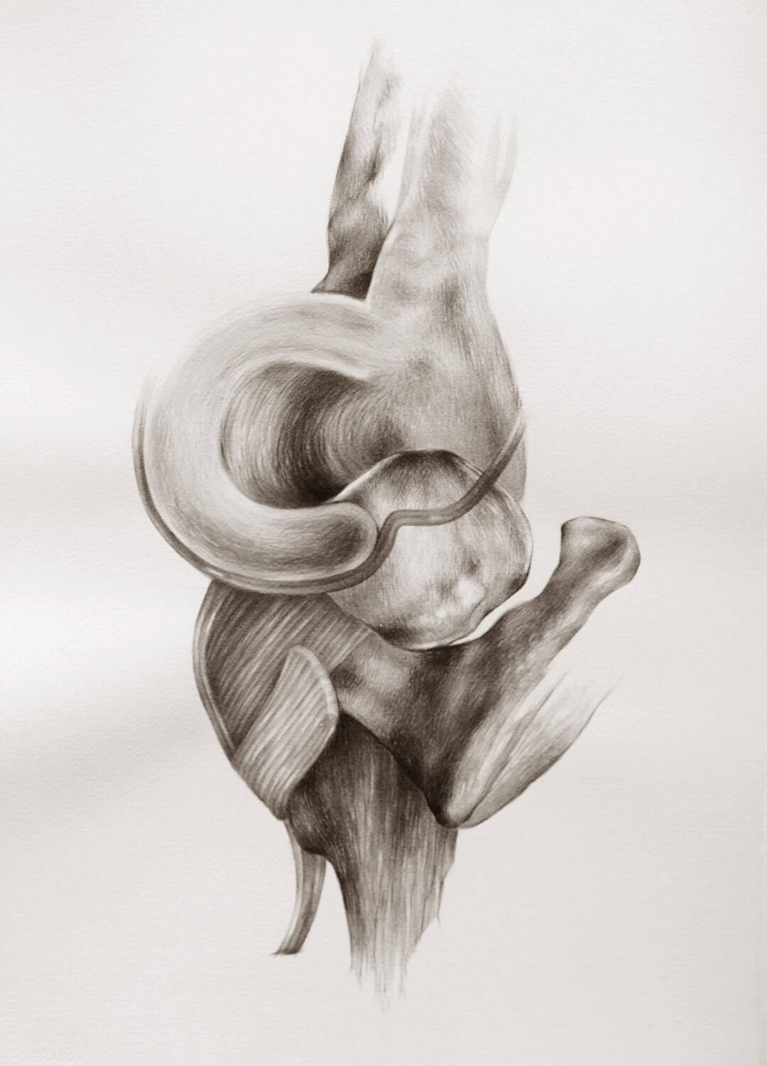 Taryn Möller Nicoll - Glide-Flexion and Extension - Ink on paper - 20in x 16in