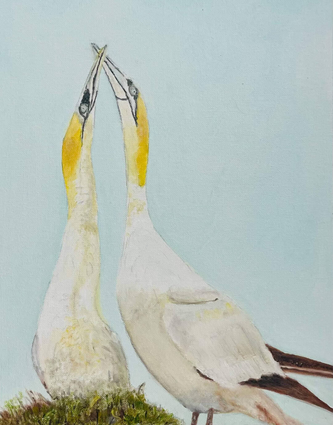 EA Zappa - Northern Gannets - oil - 10in x 10in
